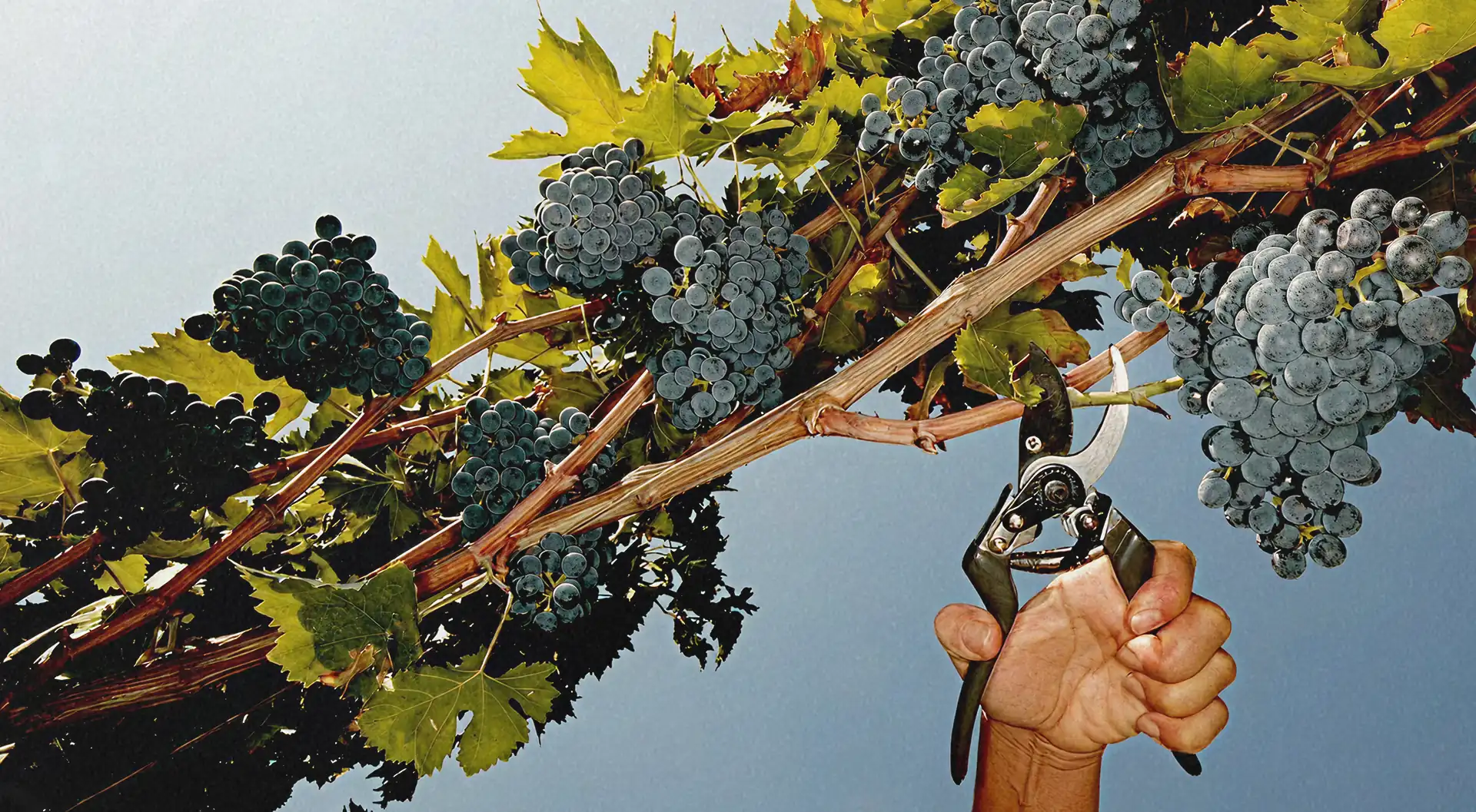 Grape vines being harvested